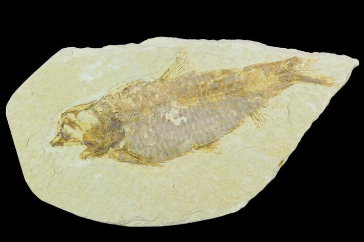 Detailed Fossil Fish (Knightia) - Wyoming #119997